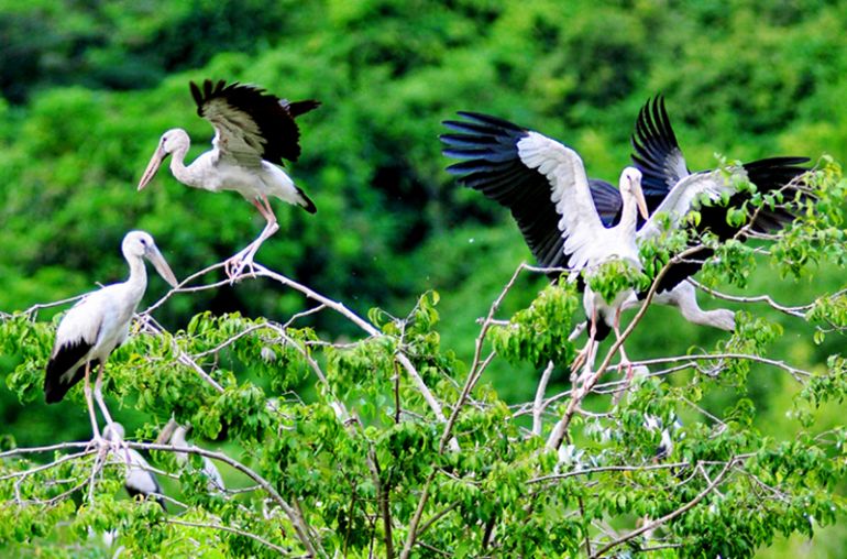 Hoa Lu - Bich Dong - Thung Nham Bird Garden In Ninh Binh One Day Tour